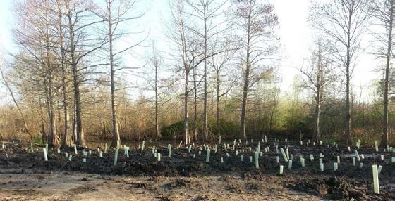 Coastal Restoration and Community Engagement